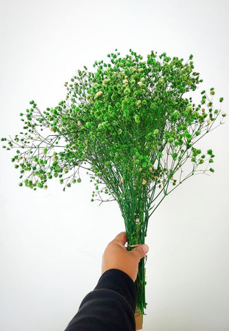 Natural dried gypsophila flowers