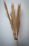 Dried Pampas Grass Decor